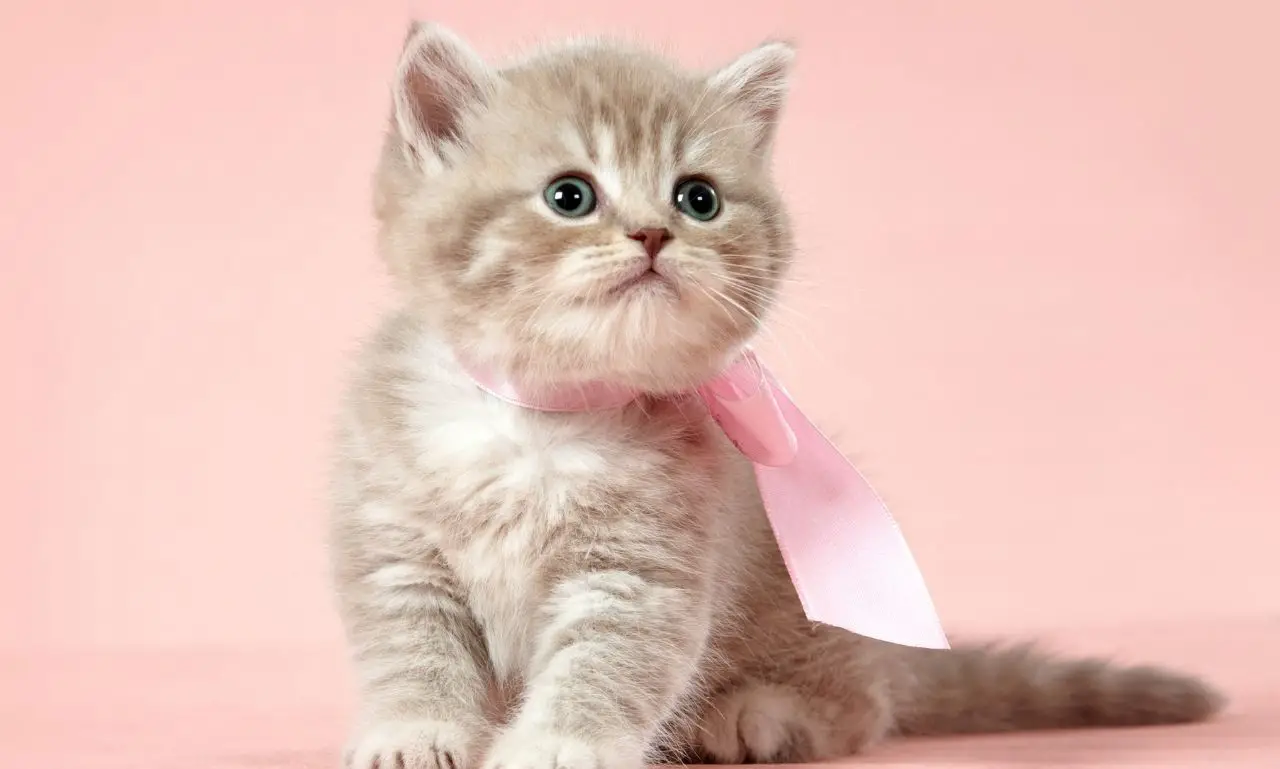 Can 6 Week Old Kittens Eat Tuna? (and how much you should feed) - Mi Cat Guide