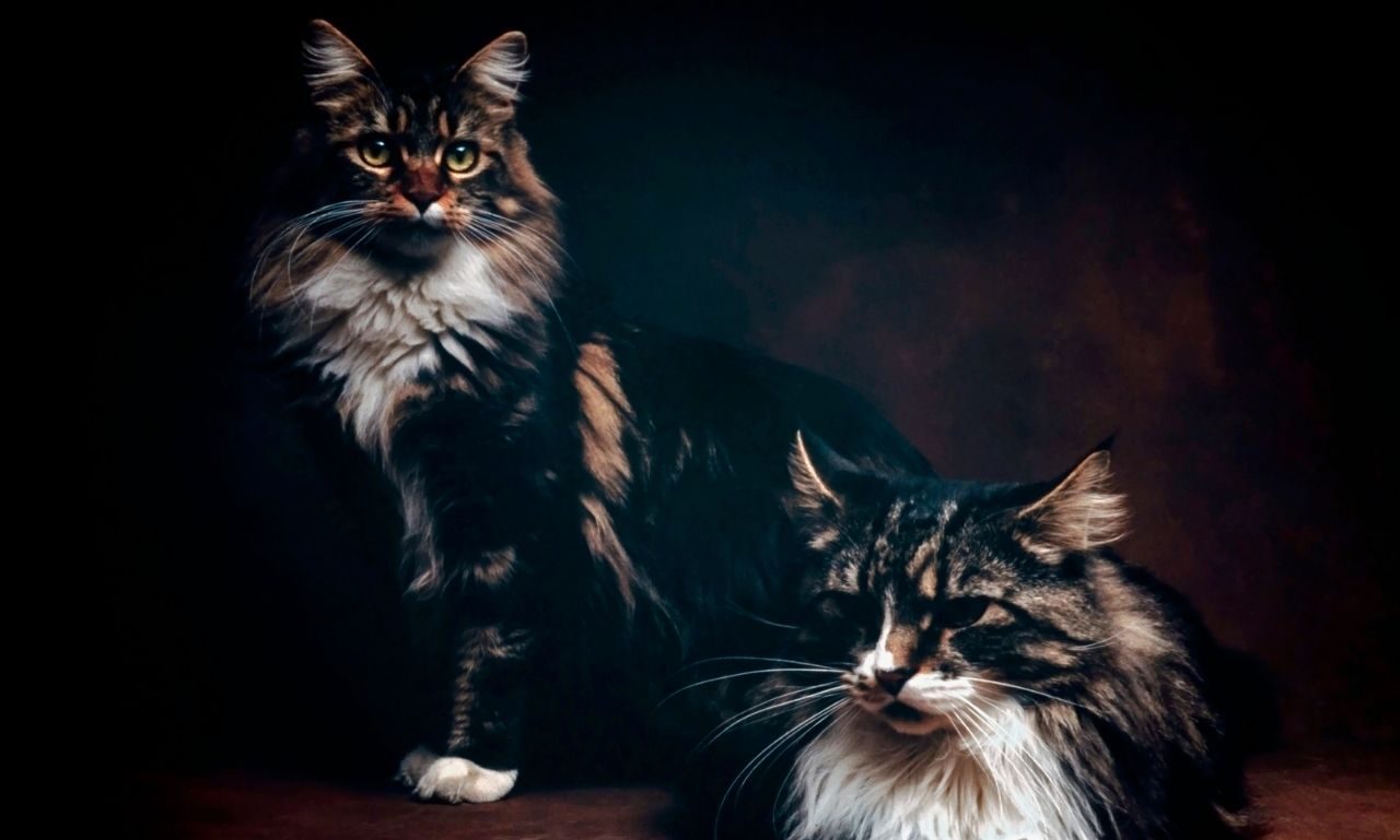 do-all-maine-coon-cats-have-ear-tufts-explained-mi-cat-guide