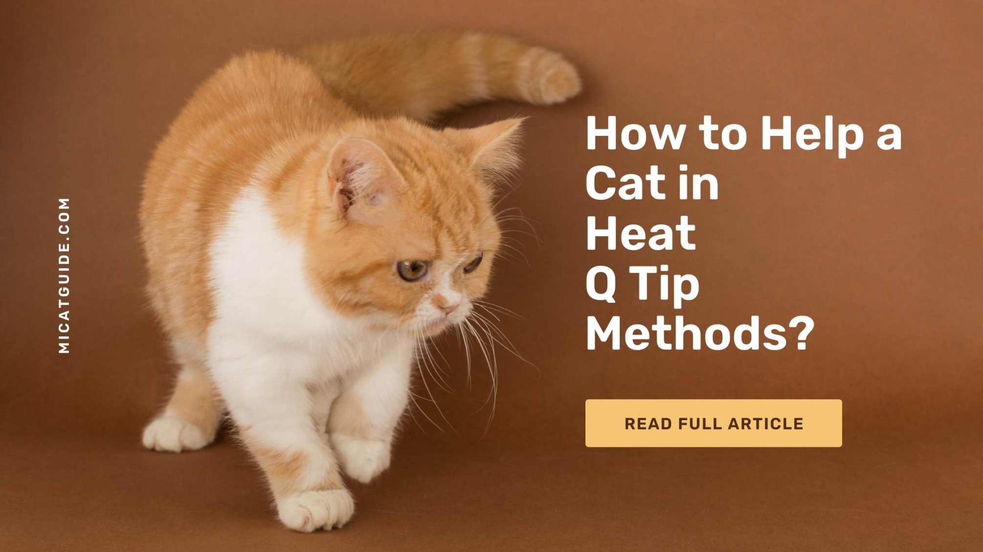 How to Get A Cat Out of Heat Q Tip? (6 Other Steps)