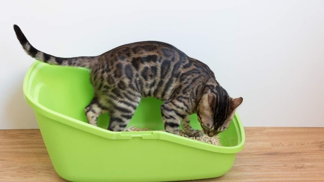 Do Cats Pee and Poop at the Same Time? (All the Reasons) Mi Cat Guide