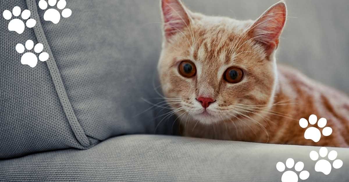 why-is-my-cat-pooping-on-my-couch-7-possible-reasons-solution-mi