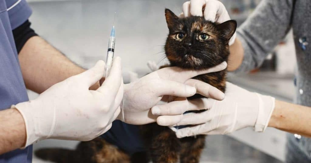 Feline Lymphoma: When To Euthanize – Things You Should Know - Mi Cat Guide