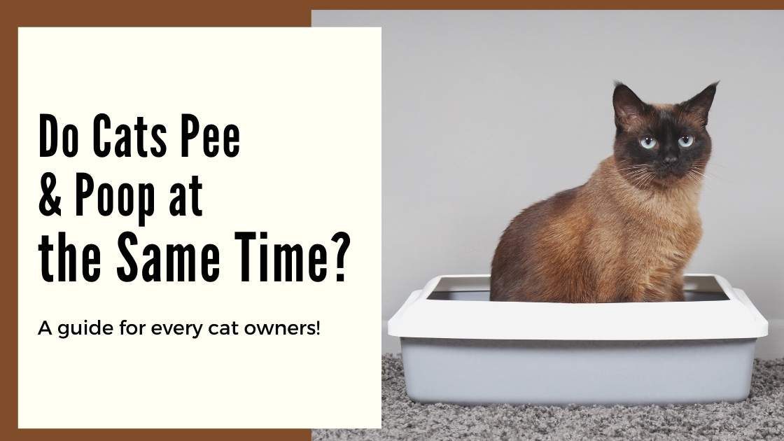 do-cats-pee-and-poop-at-the-same-time-all-the-reasons-mi-cat-guide