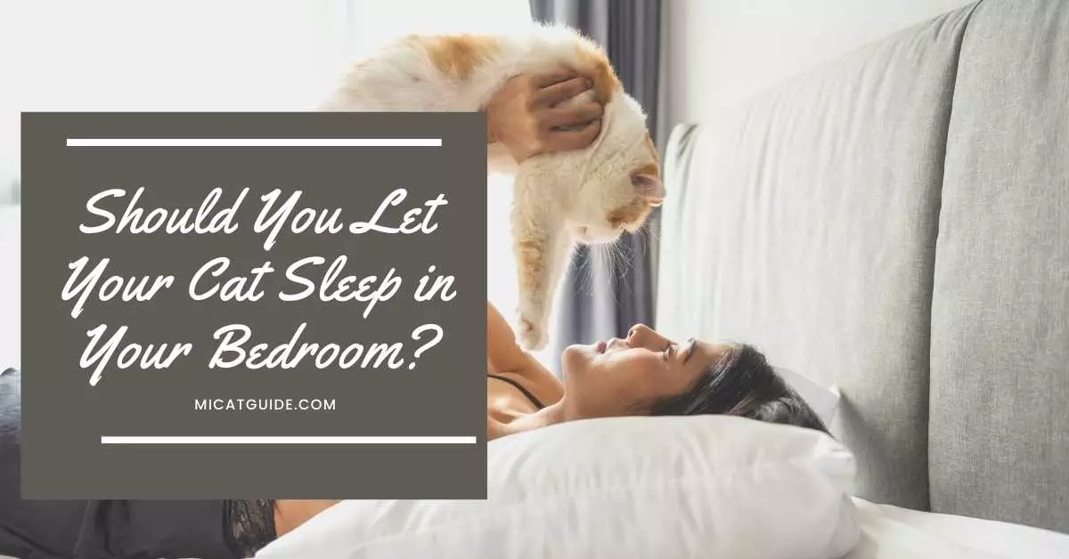 why-does-my-cat-sit-outside-my-bedroom-door-8-possible-reasons-mi